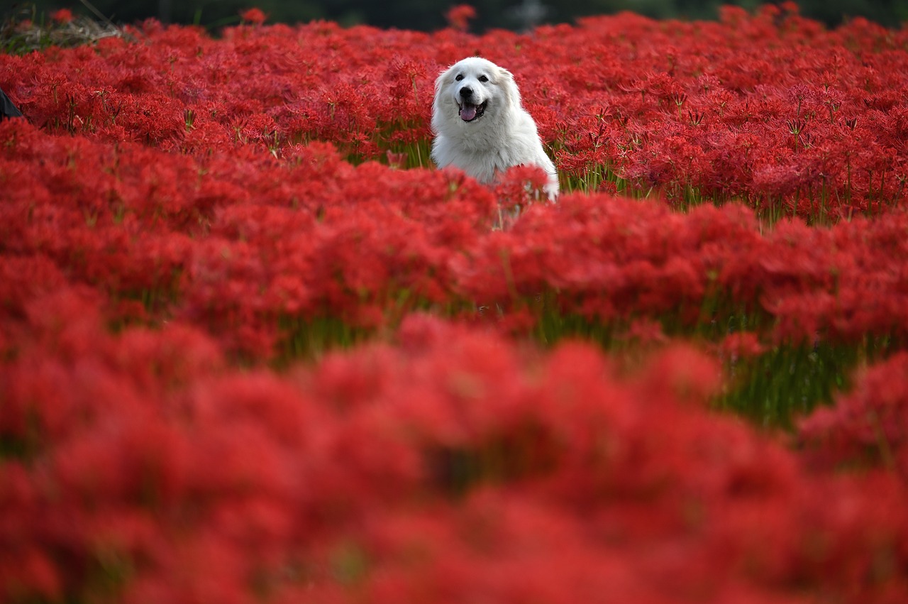animal, dog, flower background